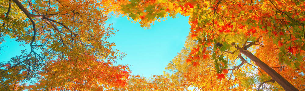 Autumn leaves, with a gap of sky peeking through in the shape of a heart